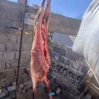 گوشت بزغاله