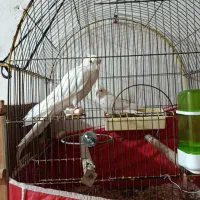 جفت عروس هلندی