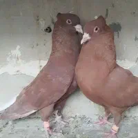 سرخ تخت دم سفید|پرنده|شاهین‌شهر, شهرک گلدیس|دیوار