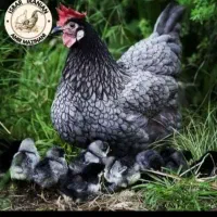 تخم‌نطفه‌داروجوجه یک روزه تایک‌ماهه