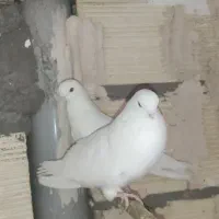 یه جفت نر و ماده سفید چشم و نوک سفید ریزجمع