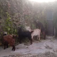 فروش بزغاله نروماده