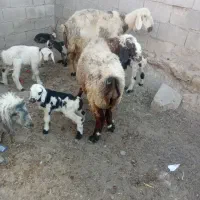 ‌میش‌تازه‌زا‌وخشک‌بیگ‌پرواروزفتی