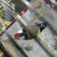 سهره دورگ قناری