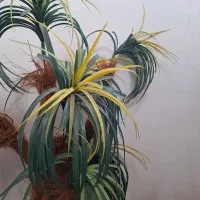 گل تزیینی درخت نخل|گل مصنوعی|تبریز, |دیوار