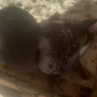 کبوتر پلاکی بی بدیل نر