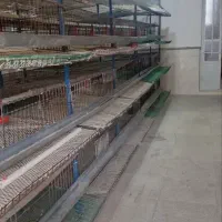 تجهیزات سالن پرورش بلدرچین