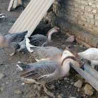 قو غاز|حیوانات مزرعه|جلین, |دیوار