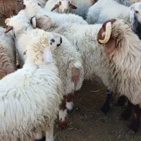 بره نر چاق|حیوانات مزرعه|ارسنجان, |دیوار