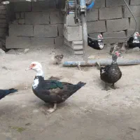 اردک روسی یا شوروی