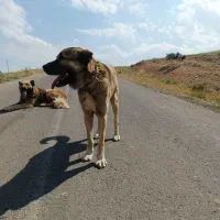 سگ سرابی گله ای بشرط