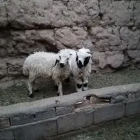 بره ««کره»»