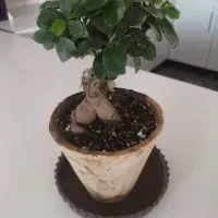 گل بنسای جنسینگ