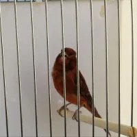 قناری|پرنده|بیجار, |دیوار