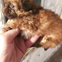 شیتزوعروسکی سوپرفلت