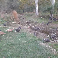 بوقلمون کاملا ارگانیک|حیوانات مزرعه|کلیبر, |دیوار