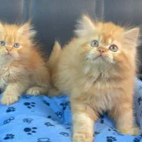 گربه. مناسب هدیه روز. زن و مادر استثنایی