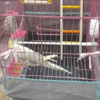 عروس هلندی نر|پرنده|ساوه, |دیوار