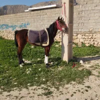 کره مادیون 2.5ساله بسیار پر خون دره‌شوری