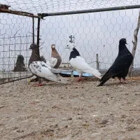 کبوتر رنگی فروشی و آلمان