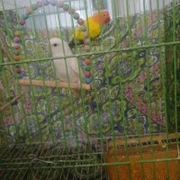 یک جفت کوتوله فروشی