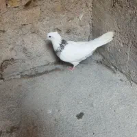 طوقی سار ماده