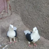 یه جفت کفتر پشتدار