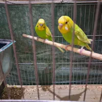 مرغ عشق و طوطی