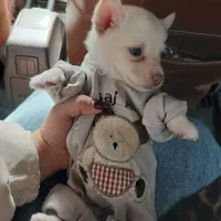 پامر روباهی ۲ماهه