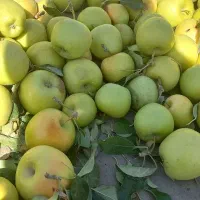 عرقی‌جات‌گیاهی‌ولوبیا‌قرمز‌وسفید‌عدس‌زیره‌سبز‌