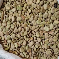 باقله بوجار شده