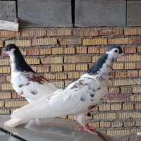 کبوتر یال خال‌دار