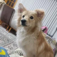 سگ نر اشپیتز پامر