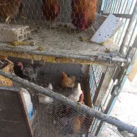 مرغ و خروس|حیوانات مزرعه|قم, وادی السلام|دیوار