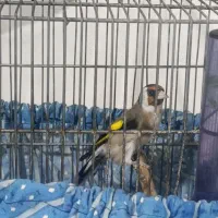 یک جفت سهره رسمی جوجه قفس رام رام