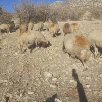 گوسفندداشت