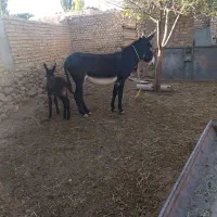 الاغ با کره