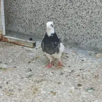 طوقی طوق کبوتر کفتر