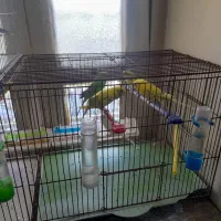 مرغ عشق|پرنده|شیراز, گود عربان|دیوار