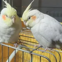 یک عدد عروس هلندی گم شده