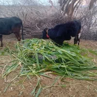 گستر با گوساله ماده جنس درجه یک|حیوانات مزرعه|فاریاب, |دیوار