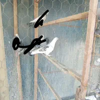 نر لک دوش،،سرور آتشی|پرنده|پیشوا, |دیوار