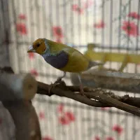 فنج گدین رنگ خاص