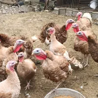 بوقلمون محلی با غاز درشت