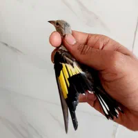 کبوتر نر جوجه سهرره قناری عروس هلندی|پرنده|اصفهان, جاوان|دیوار