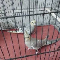 عروس هلندی نر1ساله سخنگومست مست|پرنده|قم, آزادگان|دیوار