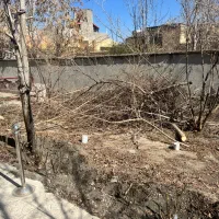 چوب|خدمات باغبانی و درختکاری|مشهد, هفت تیر (آب و برق)|دیوار