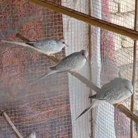 کبوتر شاتو چینی. جالق|پرنده|سراوان, |دیوار