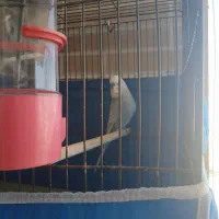 مرغ عشق انگلیسی ، فنچ کینگ|پرنده|فولادشهر, مسکن مهر فولادشهر|دیوار