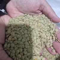 عدس سبز درشت نرخ شکن بازار